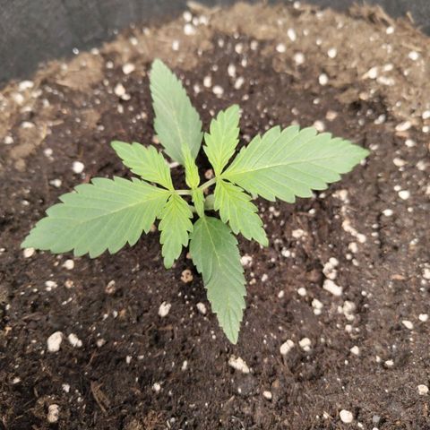 Grapefruit'matic growlog timeline photo
