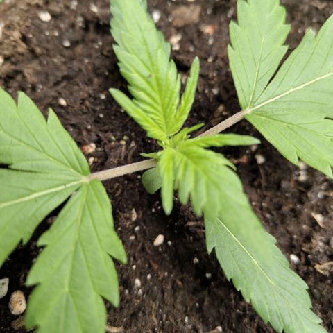 Lemon AK growlog photo: Rote Stängel 