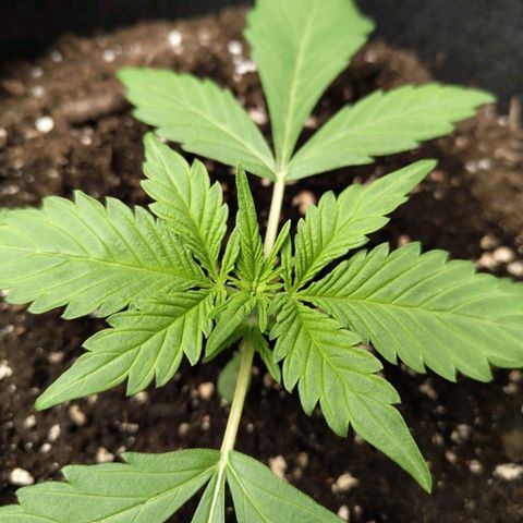 Gorilla Cookies Auto growlog photo: Rote Stängel 