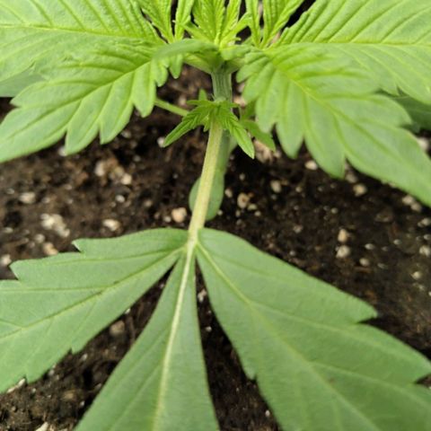 Gorilla Cookies Auto growlog photo: Rote Stängel 
