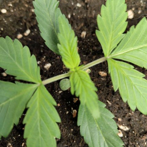 Grapefruit'matic growlog timeline photo