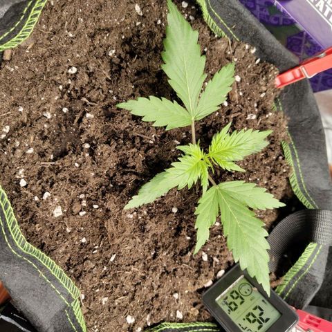Lemon AK growlog timeline photo
