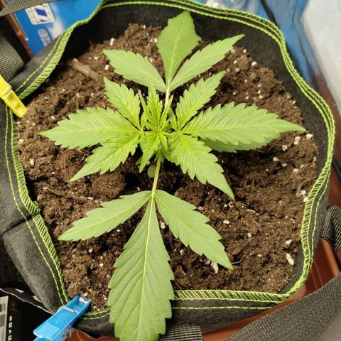 Gorilla Cookies Auto growlog timeline photo