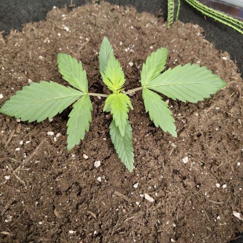 Grapefruit'matic growlog timeline photo