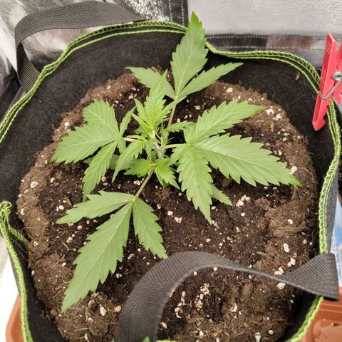 Lemon AK growlog timeline photo