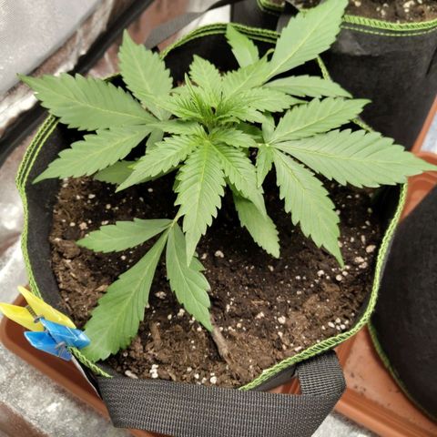 Gorilla Cookies Auto growlog timeline photo