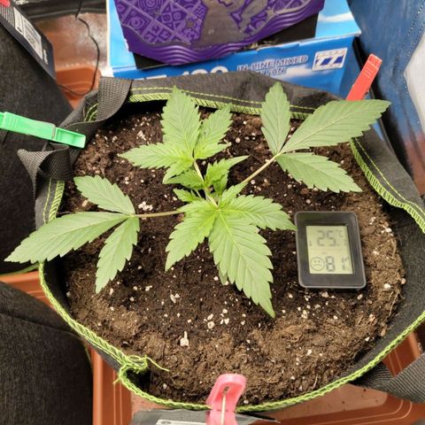 Grapefruit'matic growlog timeline photo