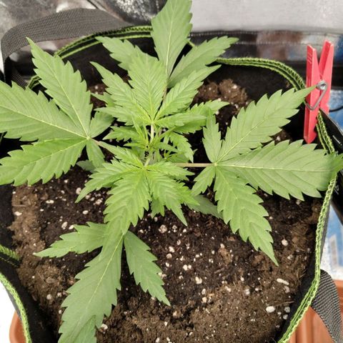 Lemon AK growlog timeline photo