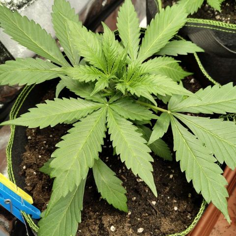 Gorilla Cookies Auto growlog timeline photo