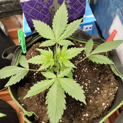 Grapefruit'matic growlog timeline photo