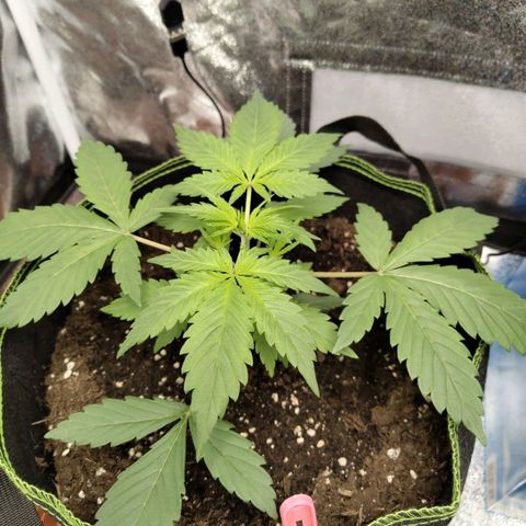 Grapefruit'matic growlog timeline photo