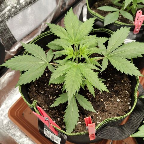 Lemon AK growlog timeline photo