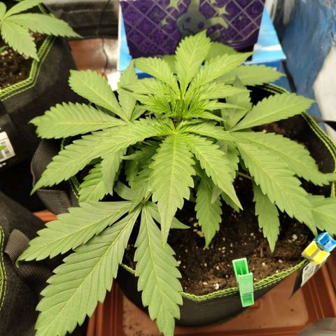 Gorilla Cookies Auto growlog timeline photo