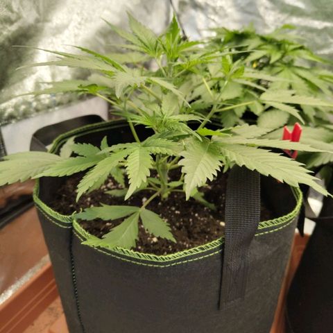 Lemon AK growlog timeline photo