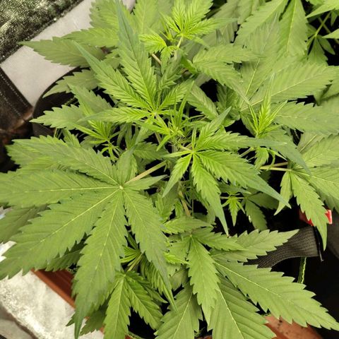 Lemon AK growlog timeline photo