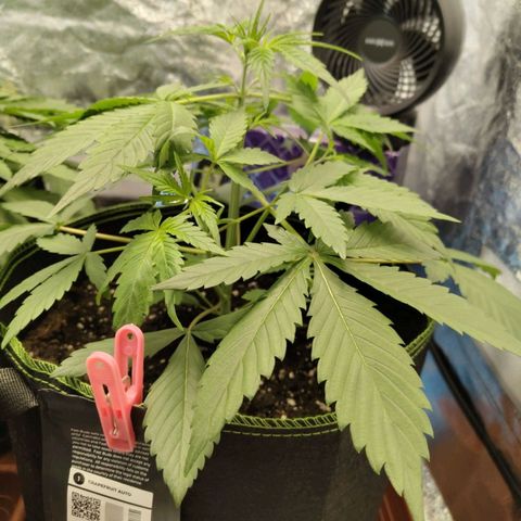 Grapefruit'matic growlog timeline photo