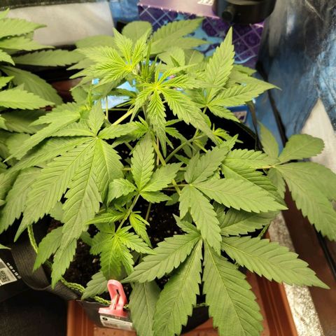 Grapefruit'matic growlog timeline photo