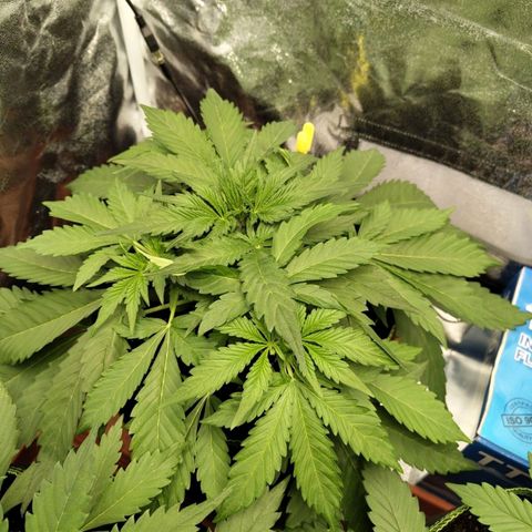 Gorilla Cookies Auto growlog timeline photo