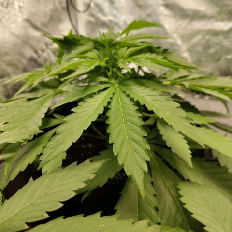Gorilla Cookies Auto growlog timeline photo
