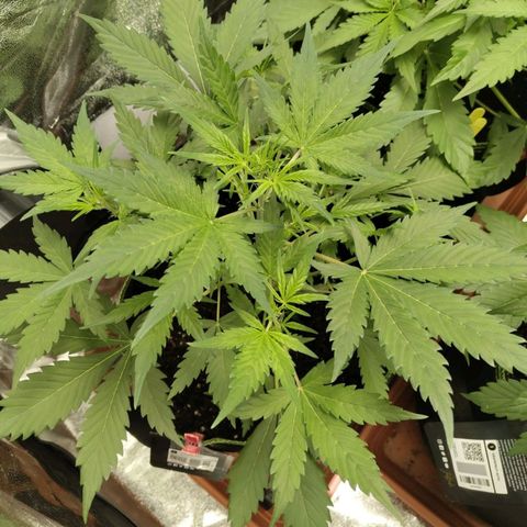 Lemon AK growlog timeline photo