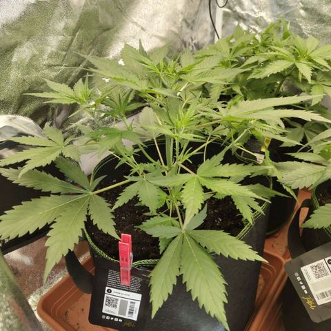 Lemon AK growlog timeline photo