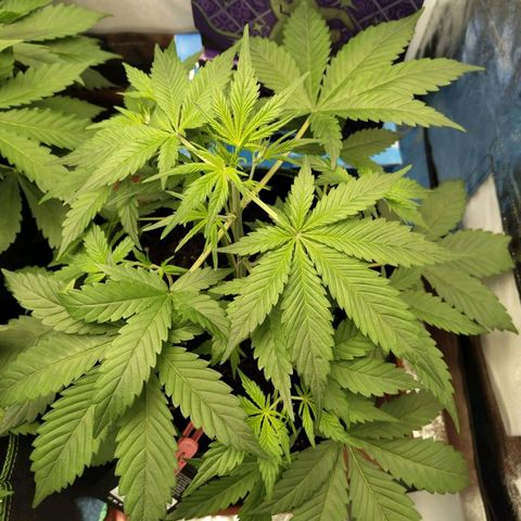 Grapefruit'matic growlog timeline photo