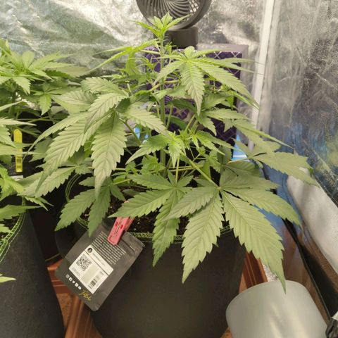 Grapefruit'matic growlog timeline photo