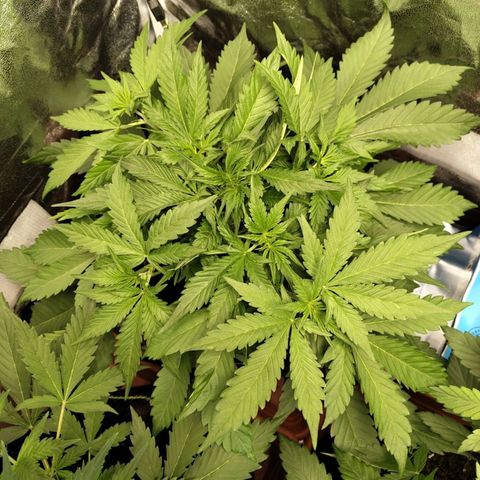 Gorilla Cookies Auto growlog timeline photo