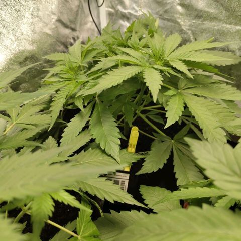 Gorilla Cookies Auto growlog timeline photo