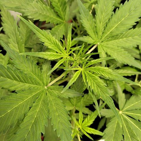 Lemon AK growlog timeline photo