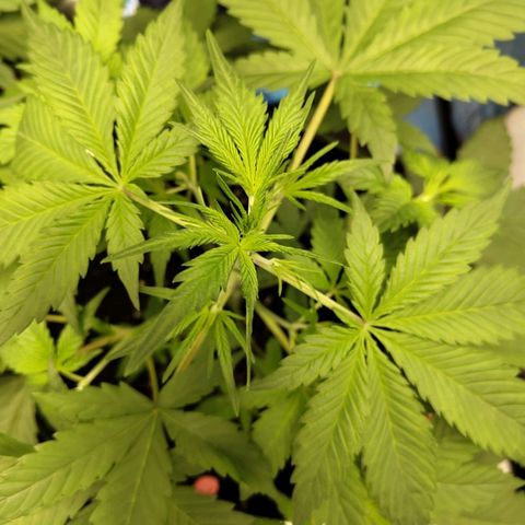 Grapefruit'matic growlog timeline photo