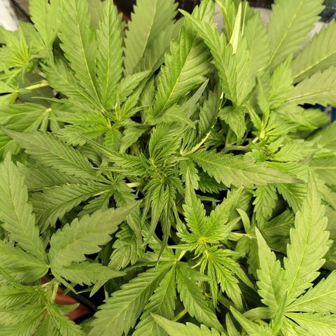 Gorilla Cookies Auto growlog timeline photo