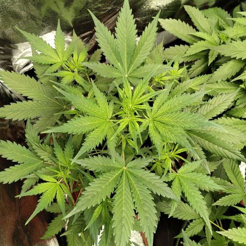 Lemon AK growlog timeline photo