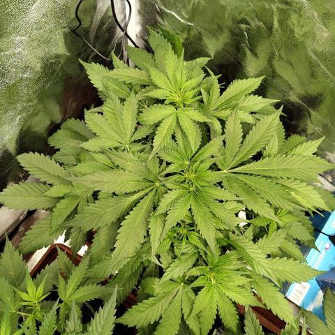 Gorilla Cookies Auto growlog timeline photo