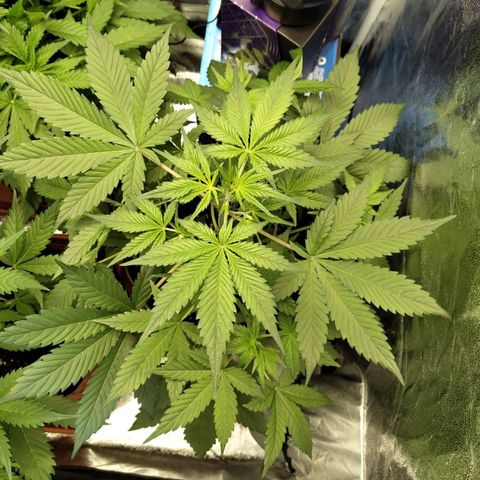 Grapefruit'matic growlog timeline photo