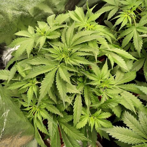 Gorilla Cookies Auto growlog timeline photo