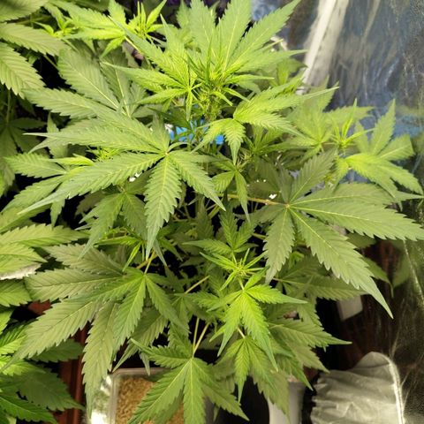 Lemon AK growlog timeline photo