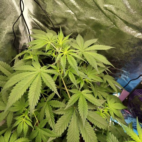 Grapefruit'matic growlog timeline photo