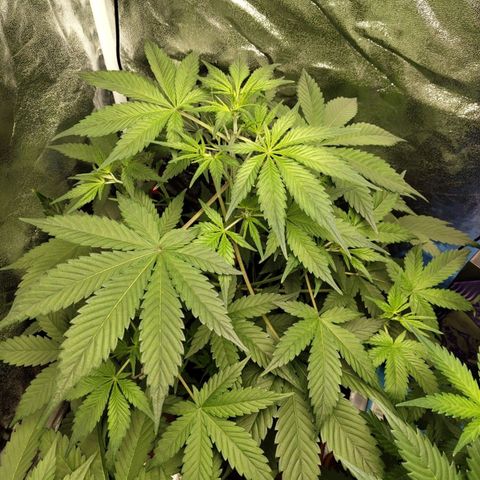 Grapefruit'matic growlog timeline photo