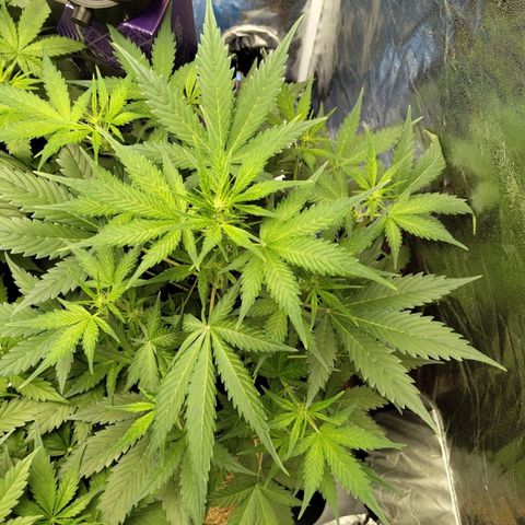 Lemon AK growlog timeline photo