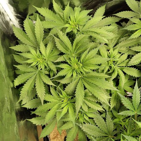 Gorilla Cookies Auto growlog timeline photo