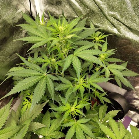 Lemon AK growlog timeline photo