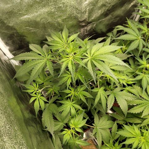 Grapefruit'matic growlog timeline photo
