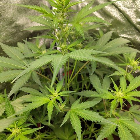 Lemon AK growlog timeline photo
