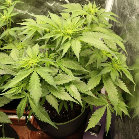 Gorilla Cookies Auto growlog timeline photo
