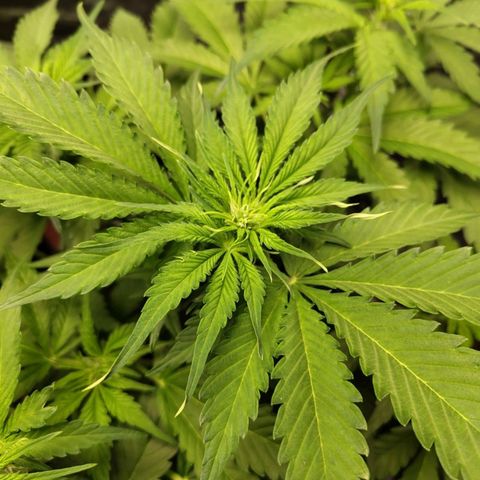 Gorilla Cookies Auto growlog timeline photo