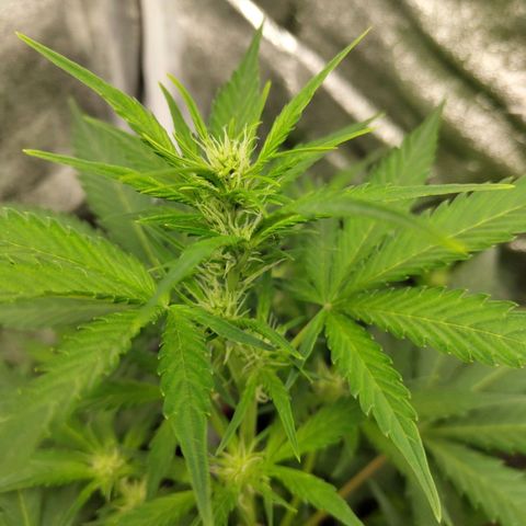 Lemon AK growlog timeline photo