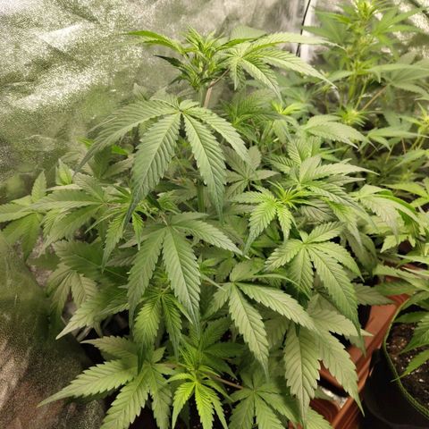 Grapefruit'matic growlog timeline photo