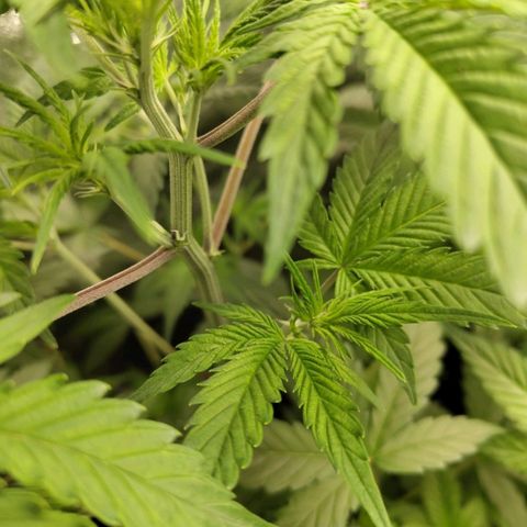 Grapefruit'matic growlog timeline photo