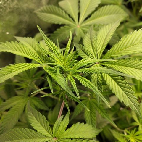 Grapefruit'matic growlog timeline photo
